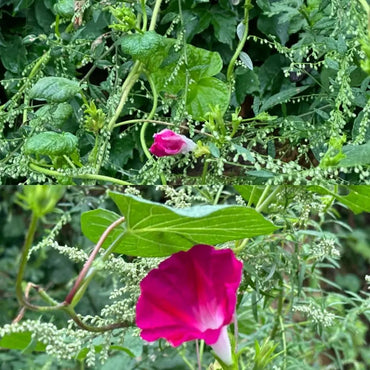 Rose Red Hybrid Petunia Seeds - Verdseeds