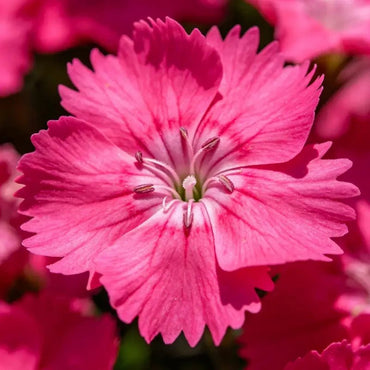Rose Red Maiden Pink Seeds - Verdseeds