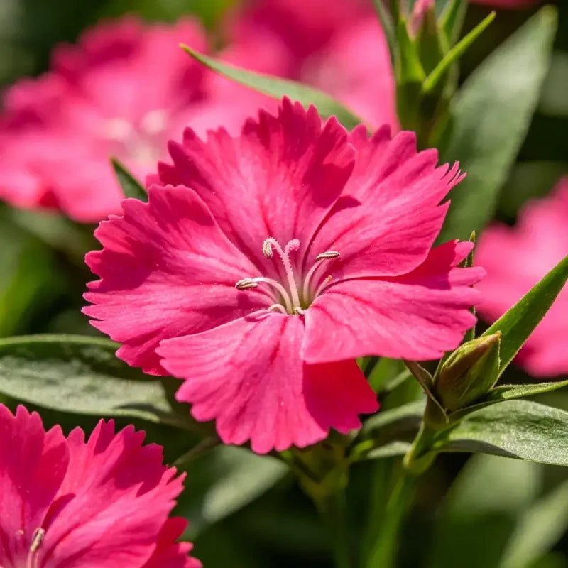 Rose Red Maiden Pink Seeds - Verdseeds