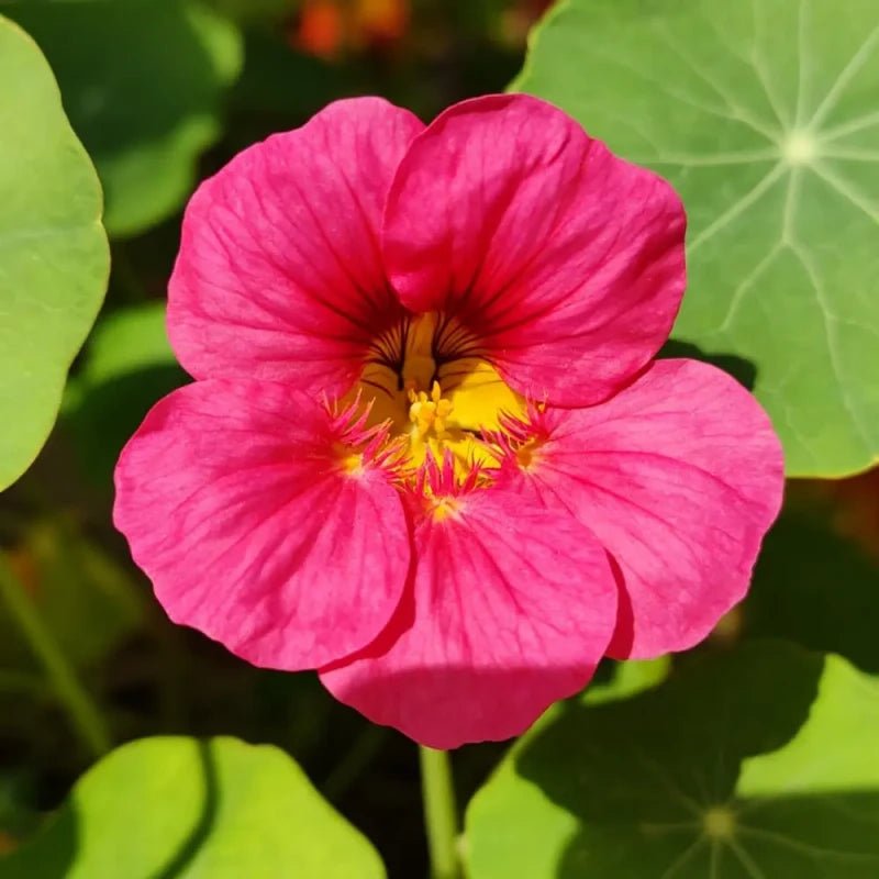 Rose Red Nasturtium Seeds - Verdseeds