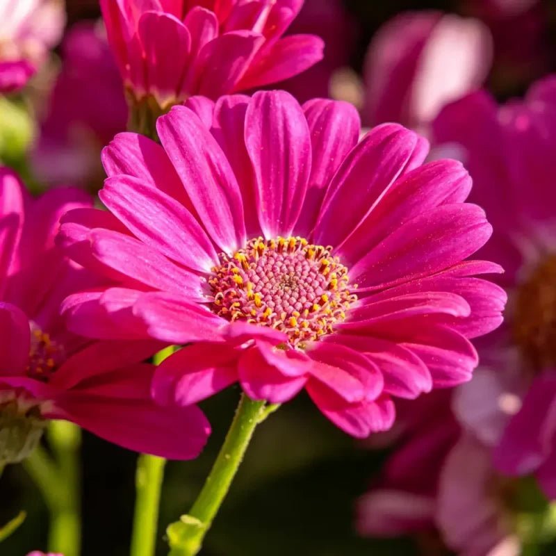 Rose Red New York Aster Seeds - Verdseeds