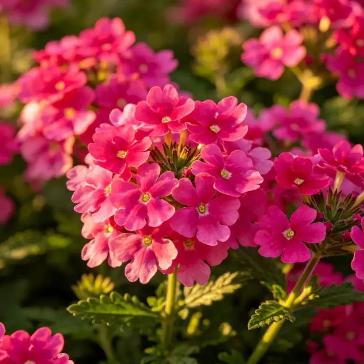 Sarah T.