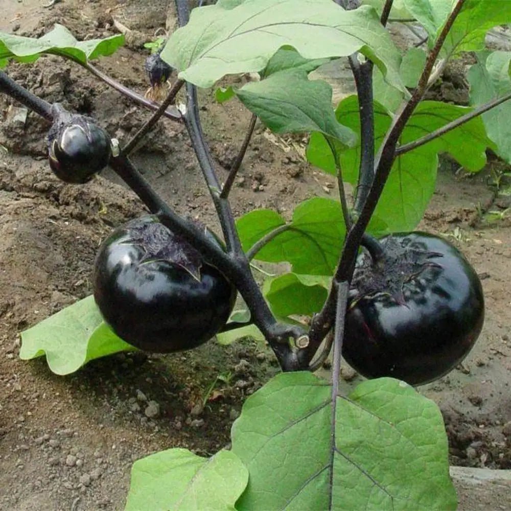 Round Eggplant Seeds - Verdseeds