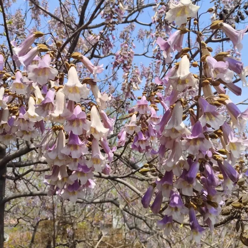 Royal Paulownia Seeds - Verdseeds