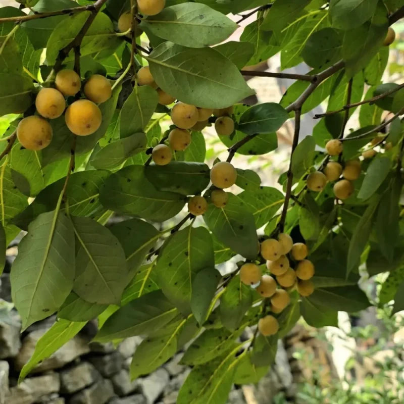 Hardy Kiwi Seeds