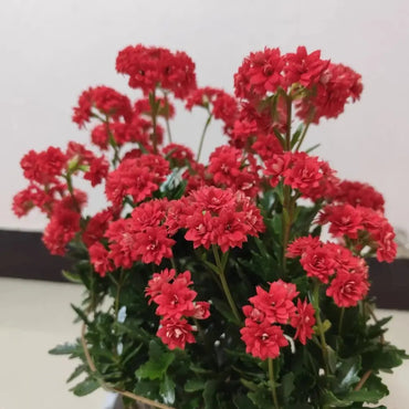 Ruby Kalanchoe Seeds - Verdseeds