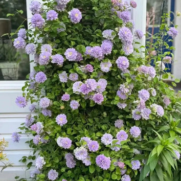 Ruriokoshi Clematis Seeds - Verdseeds