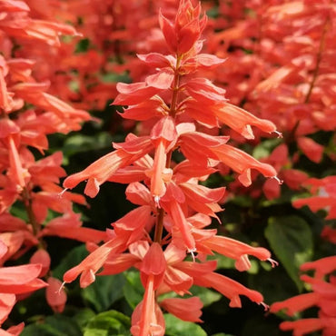 Salvia splendens 'Oscar' Salmon Red Seeds - Verdseeds