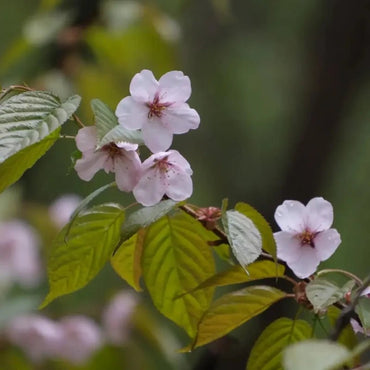 Sargent Flowering Cherry Seeds - Verdseeds