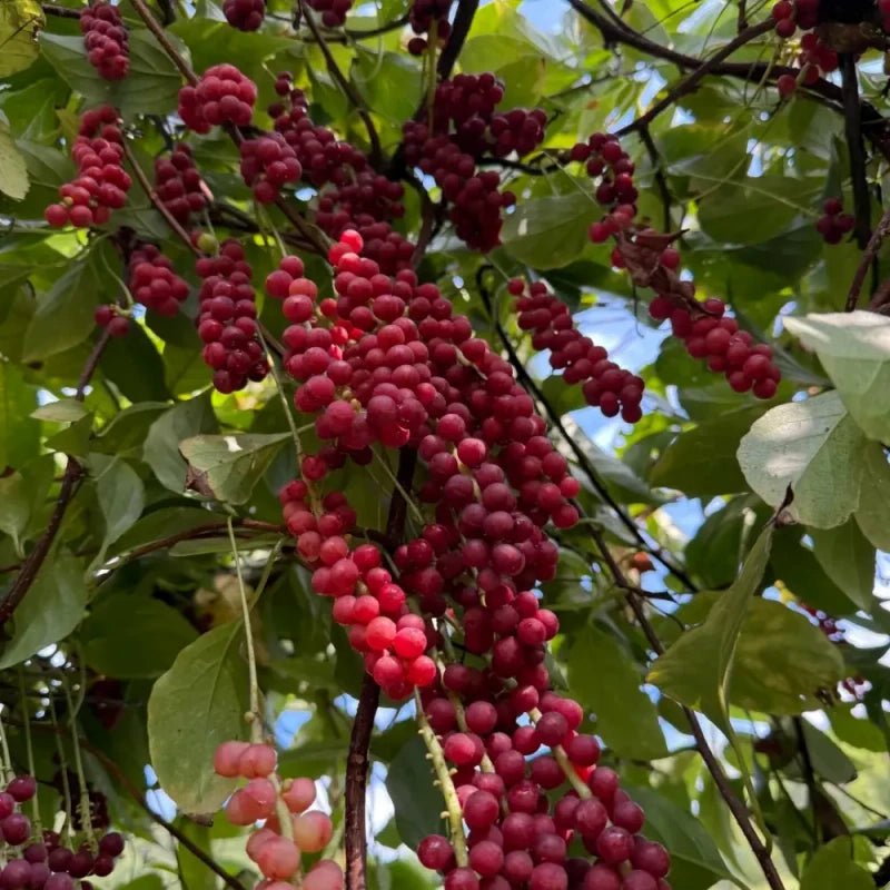 Schisandra Seeds - Verdseeds