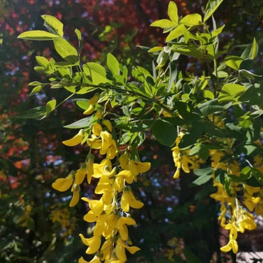 Scotch Laburnum Seeds - Verdseeds