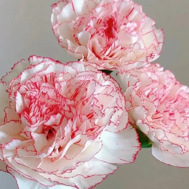 Seattle Carnation Seeds - Verdseeds
