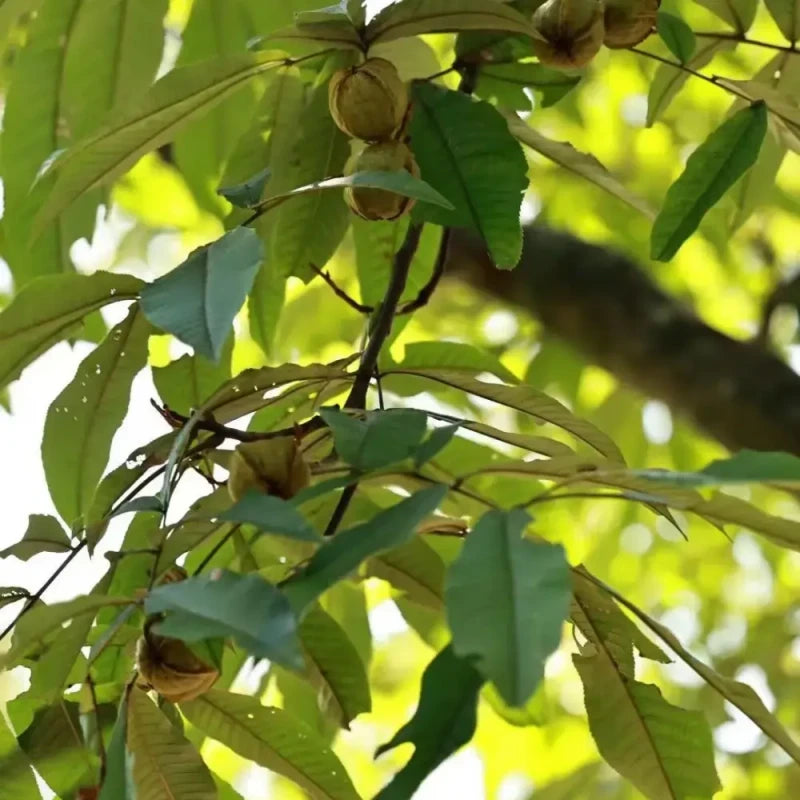 Hickory Seeds