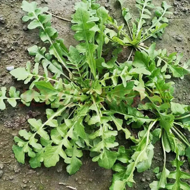 Shepherd’s Purse Seeds (Large Leaf) - Verdseeds