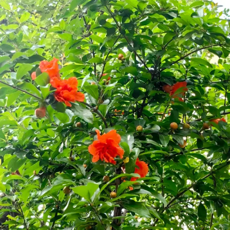 Pomegranate Seeds