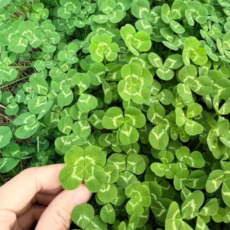 Four-Leaf Clover Seeds