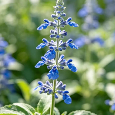 Small Leaves Blue Sage Seeds - Verdseeds