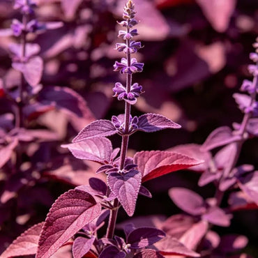 Small Leaves Purple Red Sage Seeds - Verdseeds