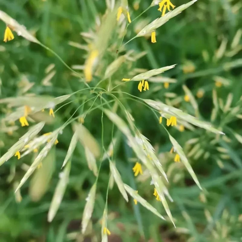 Smooth Bromegrass Seeds - Verdseeds