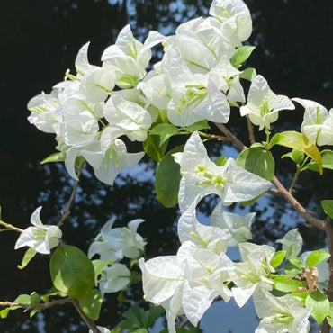 Snow White Bougainvillea Seeds - Verdseeds
