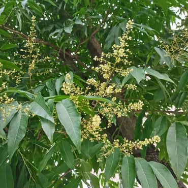 Soapberry Seeds - Verdseeds