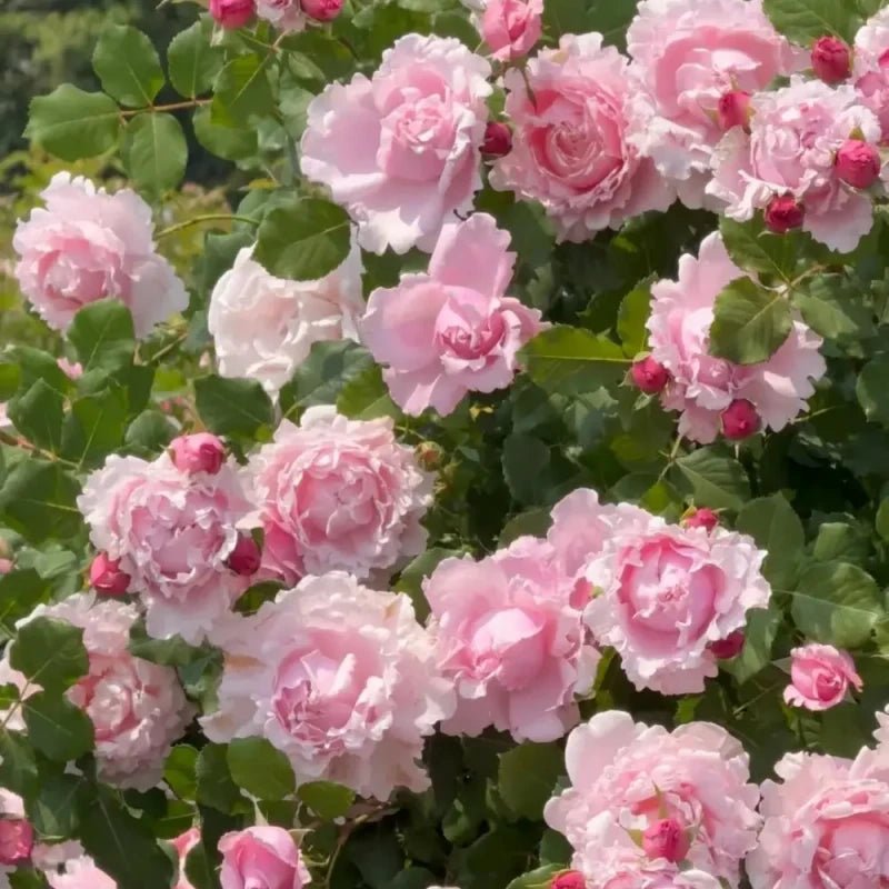 Sophy's Rose Seeds - Verdseeds