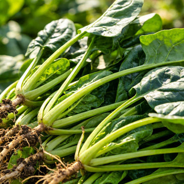 Spinach Seeds - Verdseeds