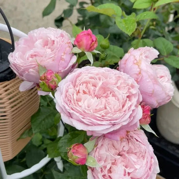 Spirit of Freedom Rose Seeds - Verdseeds
