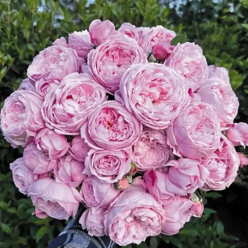 Spirit of Freedom Rose Seeds - Verdseeds