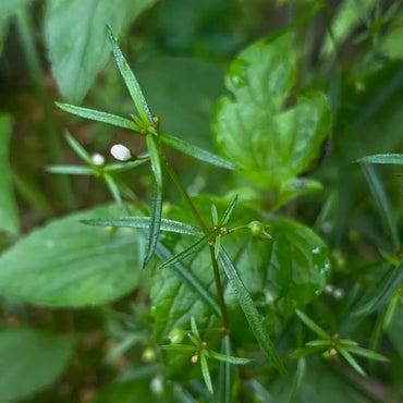 Spreading Hedyotis Seeds - Verdseeds