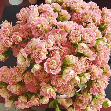 Strawberry Puff Kalanchoe Seeds - Verdseeds