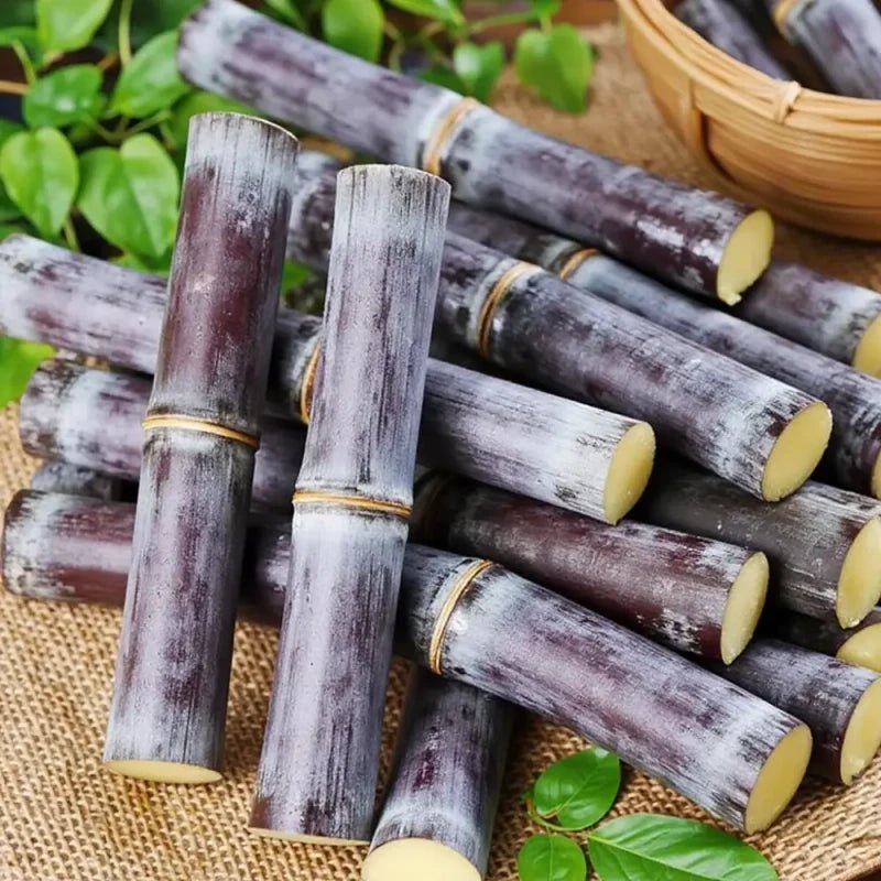 Sugarcane Seeds - Verdseeds
