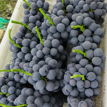 Summer Black Grape Seeds - Verdseeds
