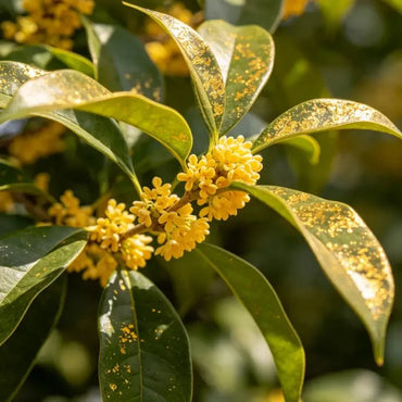Sun Spurge Seeds - Verdseeds