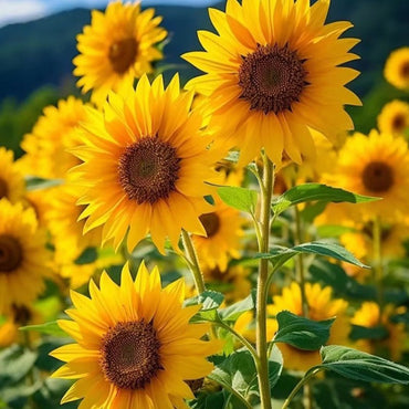 Sunflower Seeds - Verdseeds