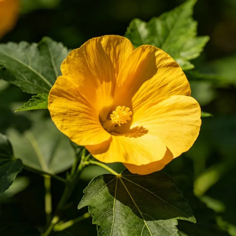 Sunset Hibiscus Seeds - Verdseeds