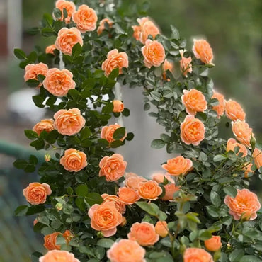 Sweet Dream Rose Seeds - Verdseeds