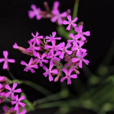 Sweet William Catchfly Seeds - Verdseeds