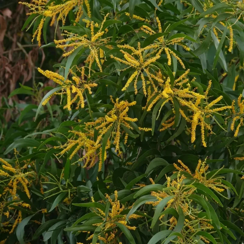 Taiwan Acacia Seeds