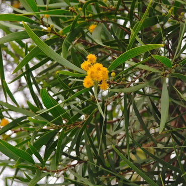 Taiwan Acacia Seeds - Verdseeds