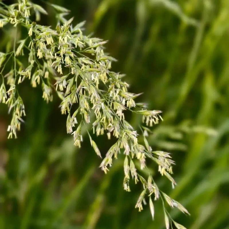 Tall Fescue Seeds - Verdseeds