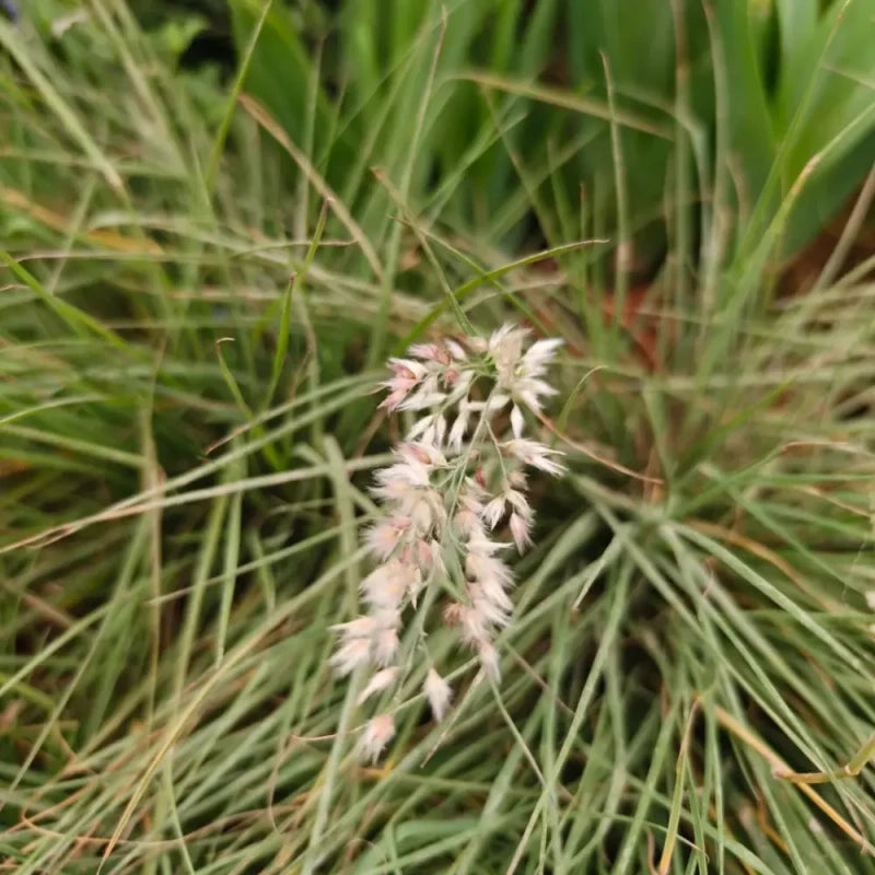 Molasses Grass Seeds