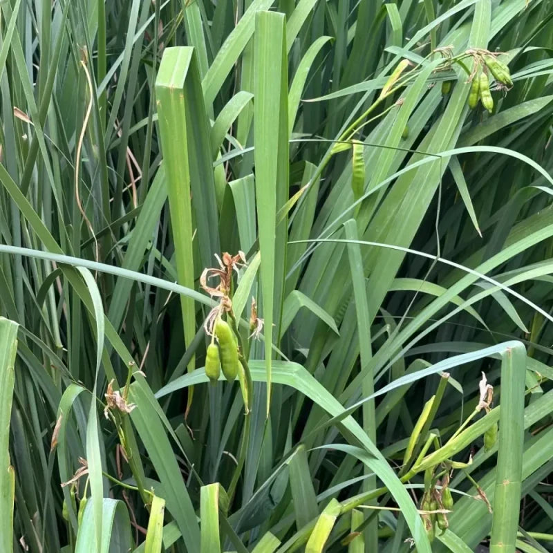 Sweet Flag Seeds