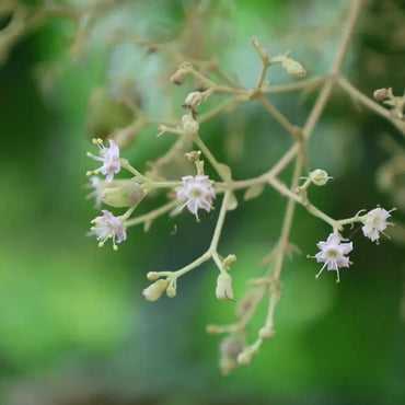 Teak Seeds - Verdseeds
