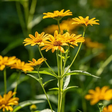 Threadleaf Coreopsis Seeds - Verdseeds