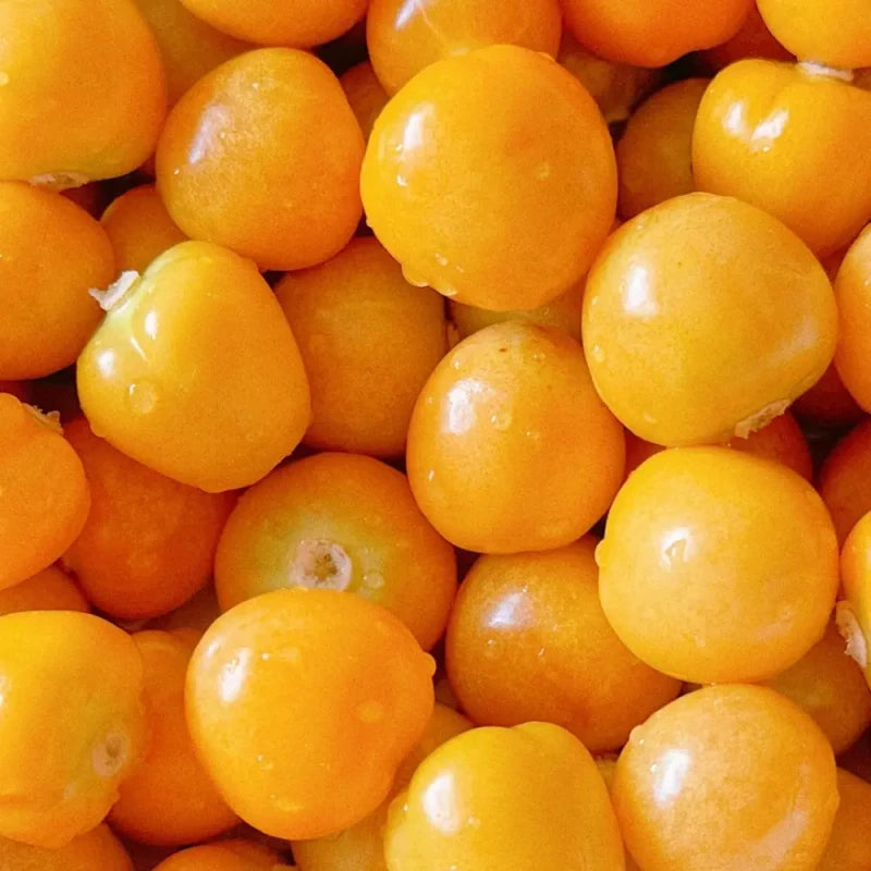 Ground Cherry Seeds