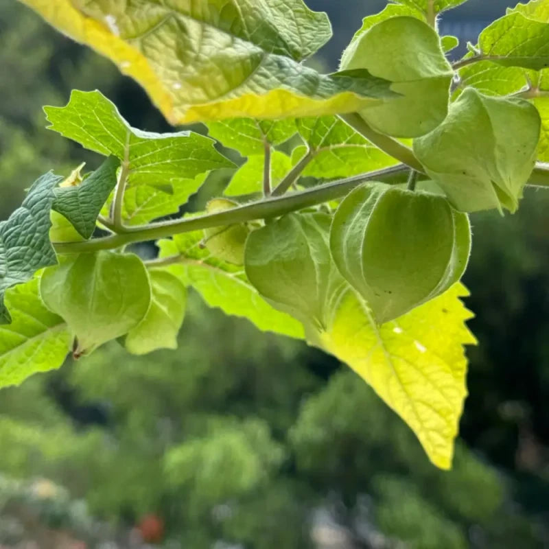 Ground Cherry Seeds