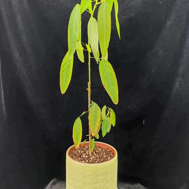 Dancing Plant Seeds