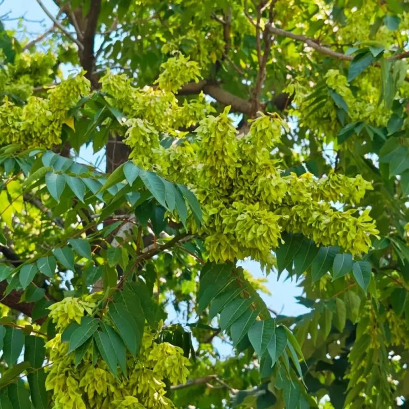 Tree of Heaven Seeds - Verdseeds