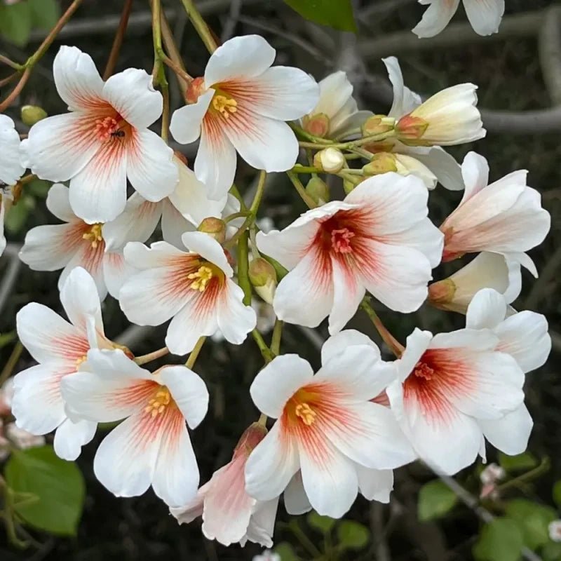 Tung Tree Seeds - Verdseeds